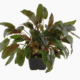 Cryptocoryne Wendtii 'Tropica'