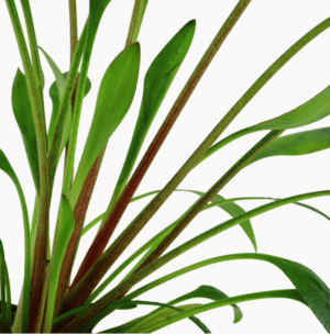 Cryptocoryne X Willisii