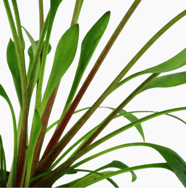 Cryptocoryne X Willisii