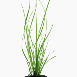 Cyperus Helferi