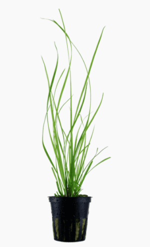 Cyperus Helferi