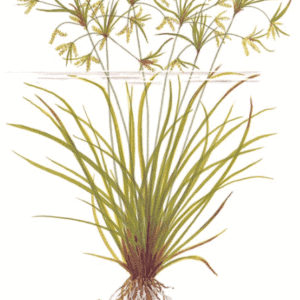 Cyperus Helferi