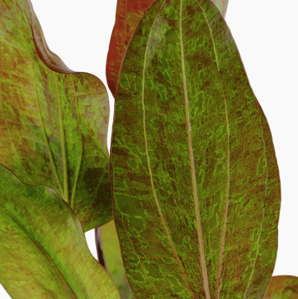 Echinodorus 'Ozelot'