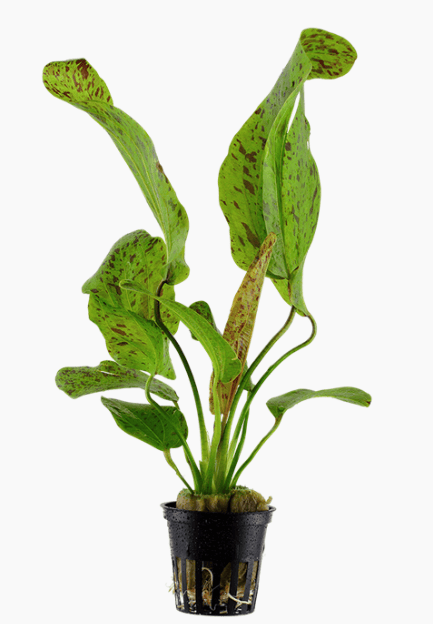 Echinodorus 'Ozelot Green'