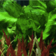 Echinodorus 'Ozelot Green'