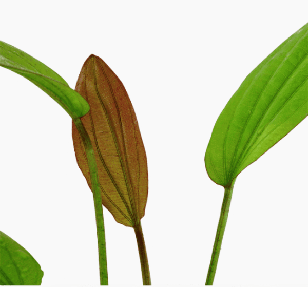 Echinodorus 'Rosé'
