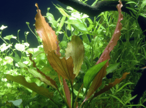 Echinodorus 'Rosé'