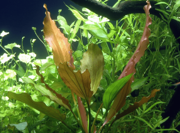 Echinodorus 'Rosé'