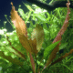 Echinodorus 'Rosé'