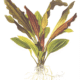 Echinodorus 'Rosé'