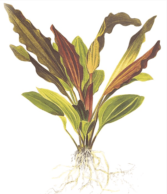 Echinodorus 'Rosé'