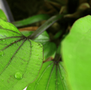 Echinodorus 'Rosé'