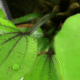 Echinodorus 'Rosé'