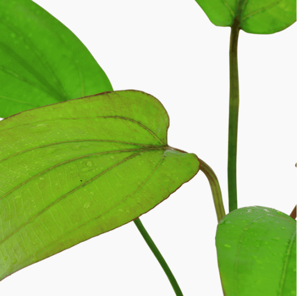 Echinodorus X Barthii