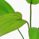 Echinodorus X Barthii