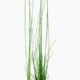 Eleocharis Montevidensis