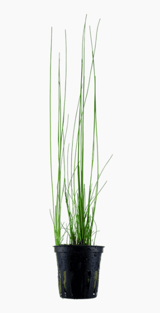 Eleocharis Montevidensis