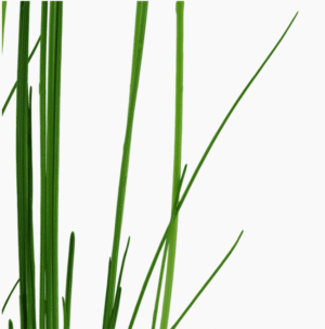 Eleocharis Montevidensis