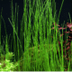 Eleocharis Montevidensis