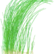 Eleocharis Montevidensis