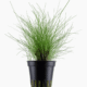 Eleocharis Parvula