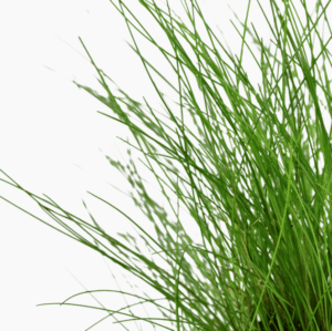 Eleocharis Parvula