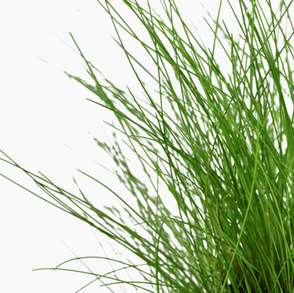 Eleocharis Parvula