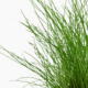 Eleocharis Parvula