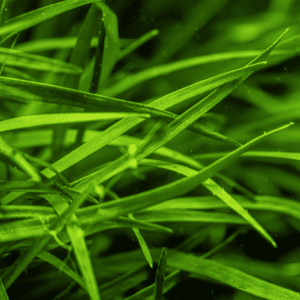 Eriocaulon Sp. 'Vietnam'