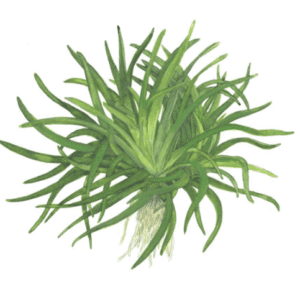 Eriocaulon Sp. 'Vietnam'