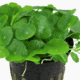 Hydrocotyle Verticillata