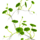 Hydrocotyle Verticillata
