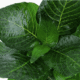 Hygrophila Corymbosa 'Compact'