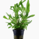 Hygrophila Corymbosa 'Siamensis 53B'