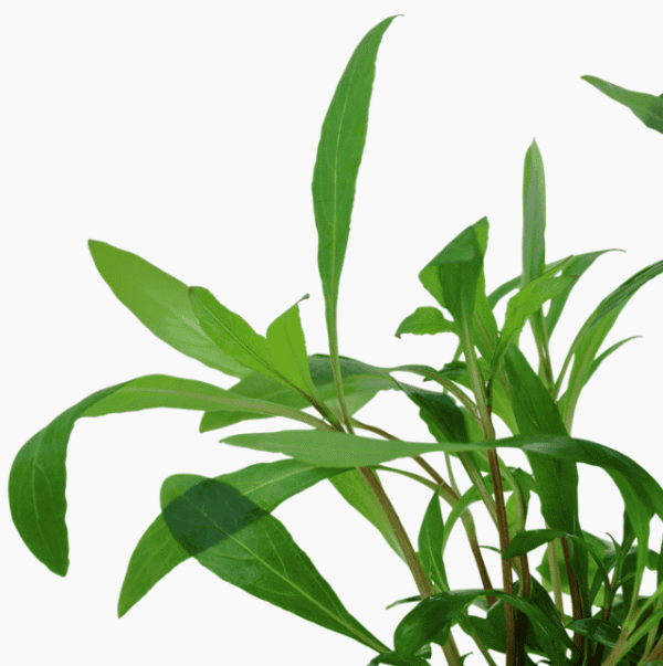 Hygrophila Corymbosa 'Siamensis 53B'