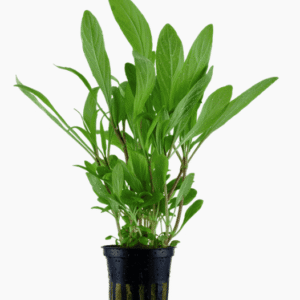 Hygrophila Costata