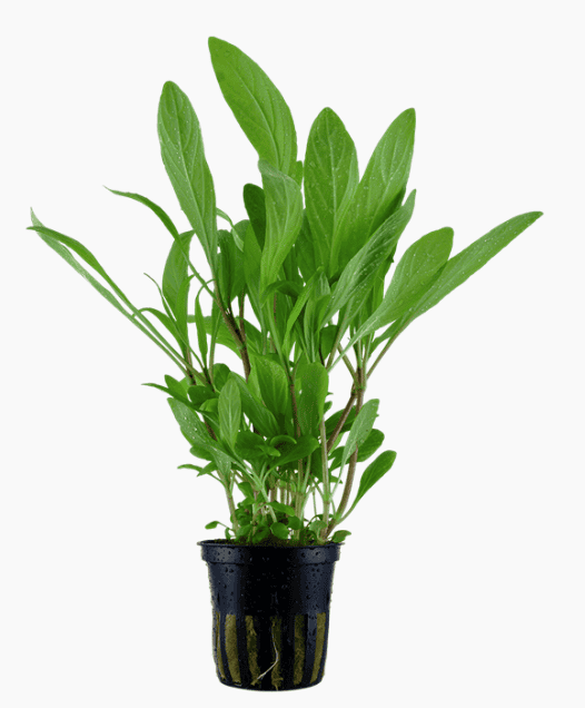 Hygrophila Costata