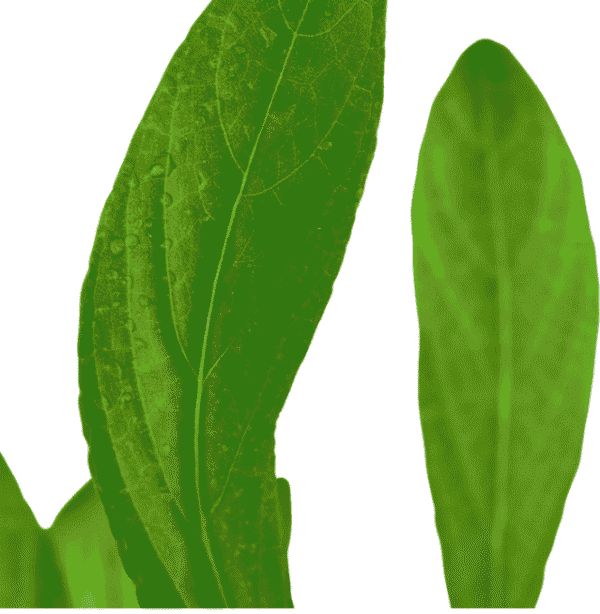 Hygrophila Costata