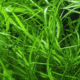 Hygrophila Costata