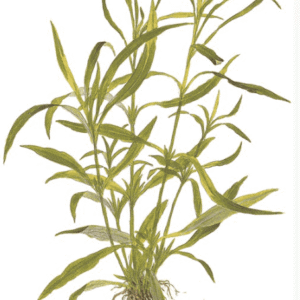 Hygrophila Costata