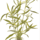 Hygrophila Costata