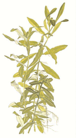 Hygrophila Polysperma