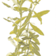 Hygrophila Polysperma
