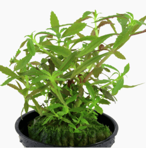 Limnophila Hippuridoides
