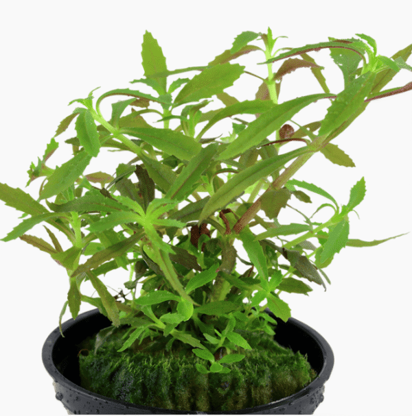 Limnophila Hippuridoides
