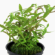 Limnophila Hippuridoides