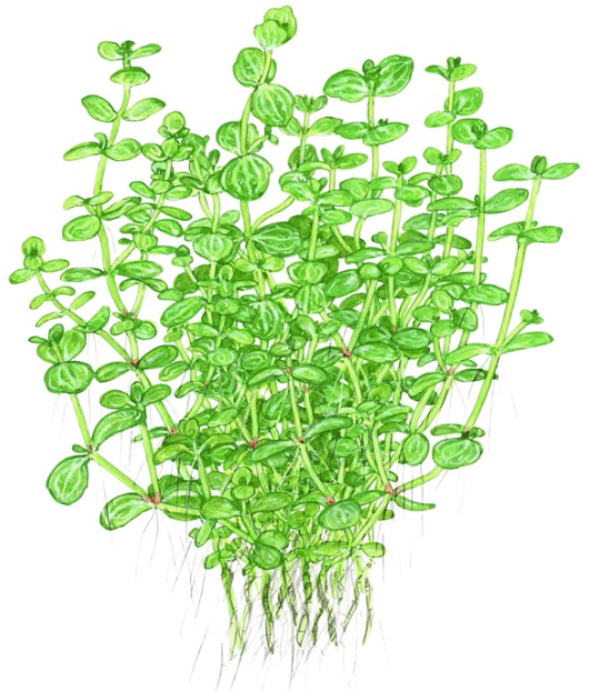 Lindernia Rotundifolia
