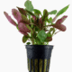Lobelia Cardinalis
