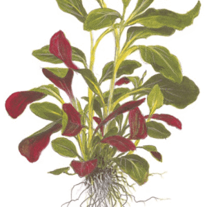 Lobelia Cardinalis