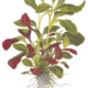 Lobelia Cardinalis